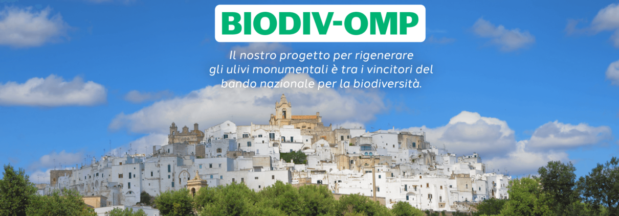 La città Ostuni fa da sfondo agli ulivi monumentali